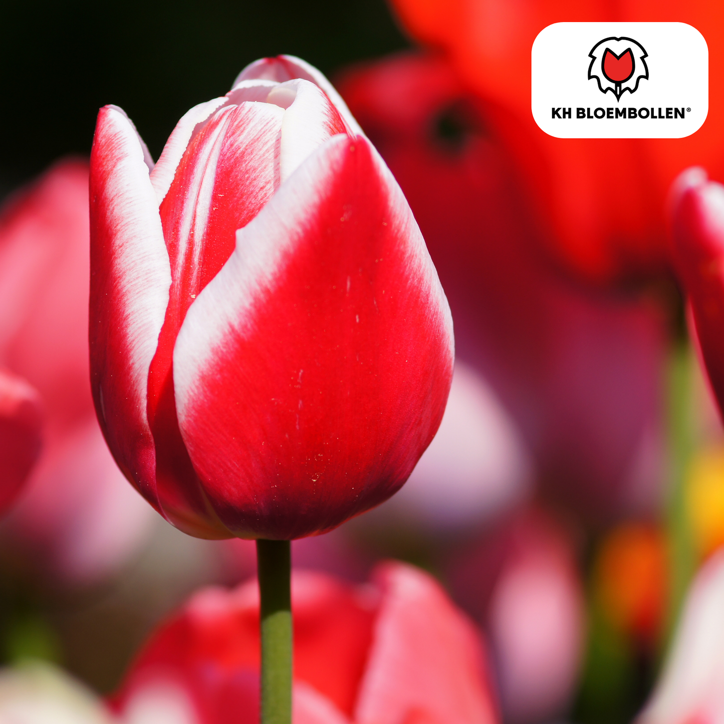 Candy Apple Delight tulpen – rood-witte bloembollen – 20 stuks