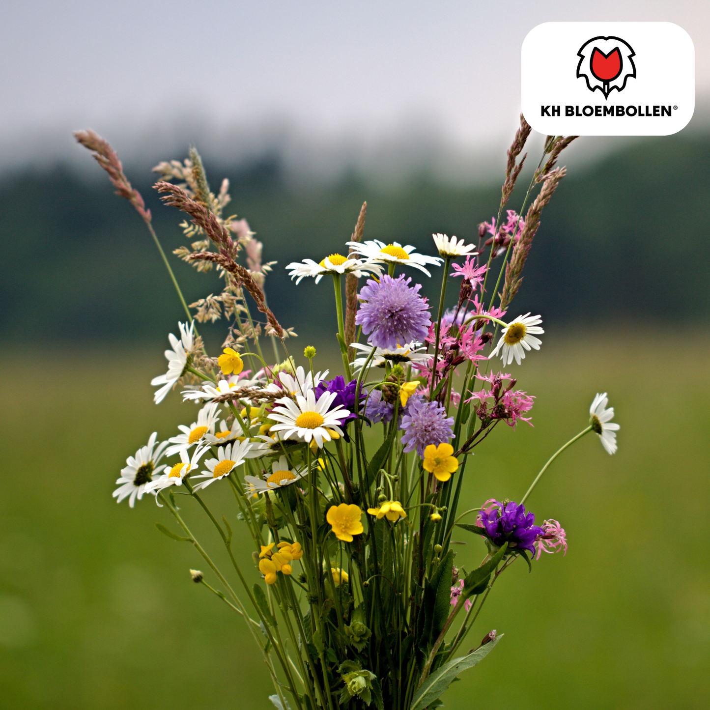 Wilde Bloemenzaad Mengsel - Goed voor Bijen & Vlinders – ±30–50 m² – Kleurrijke Biodiversiteit . voor prachtige bloemen velden