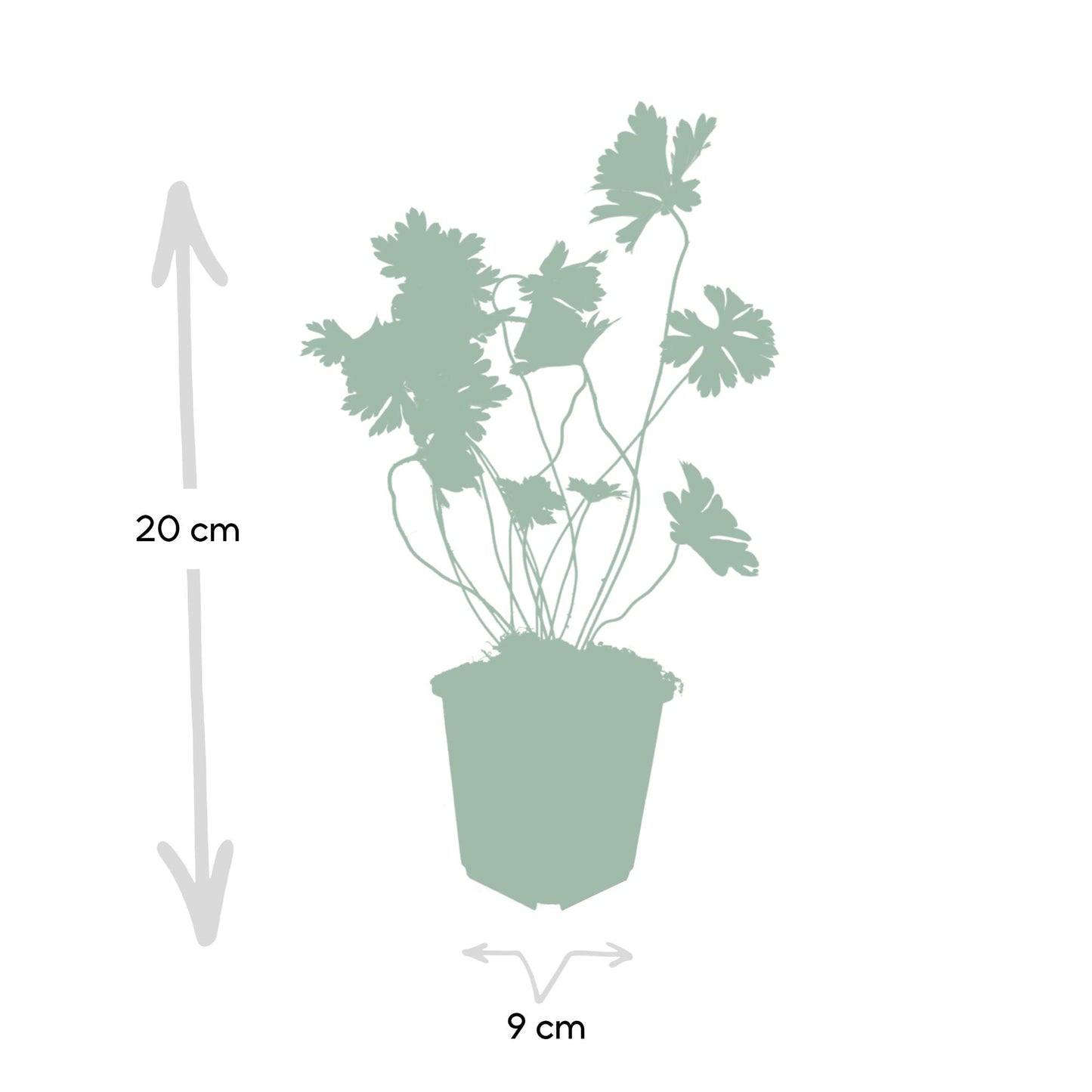 Geranium Rozanne Buitenplant | Ooievaarsbek
