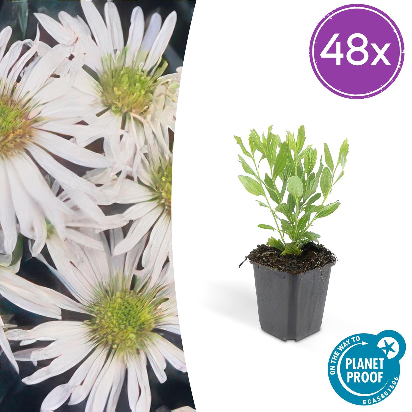 Aster ageratoides ‘Ashvi’ met witte bloemen, 50–70 cm hoog, winterharde tuinplant in volle zon