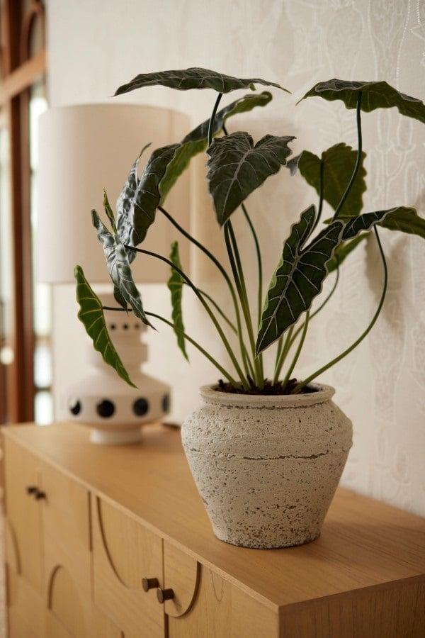 Alocasia Kamerplant | Kunstplant