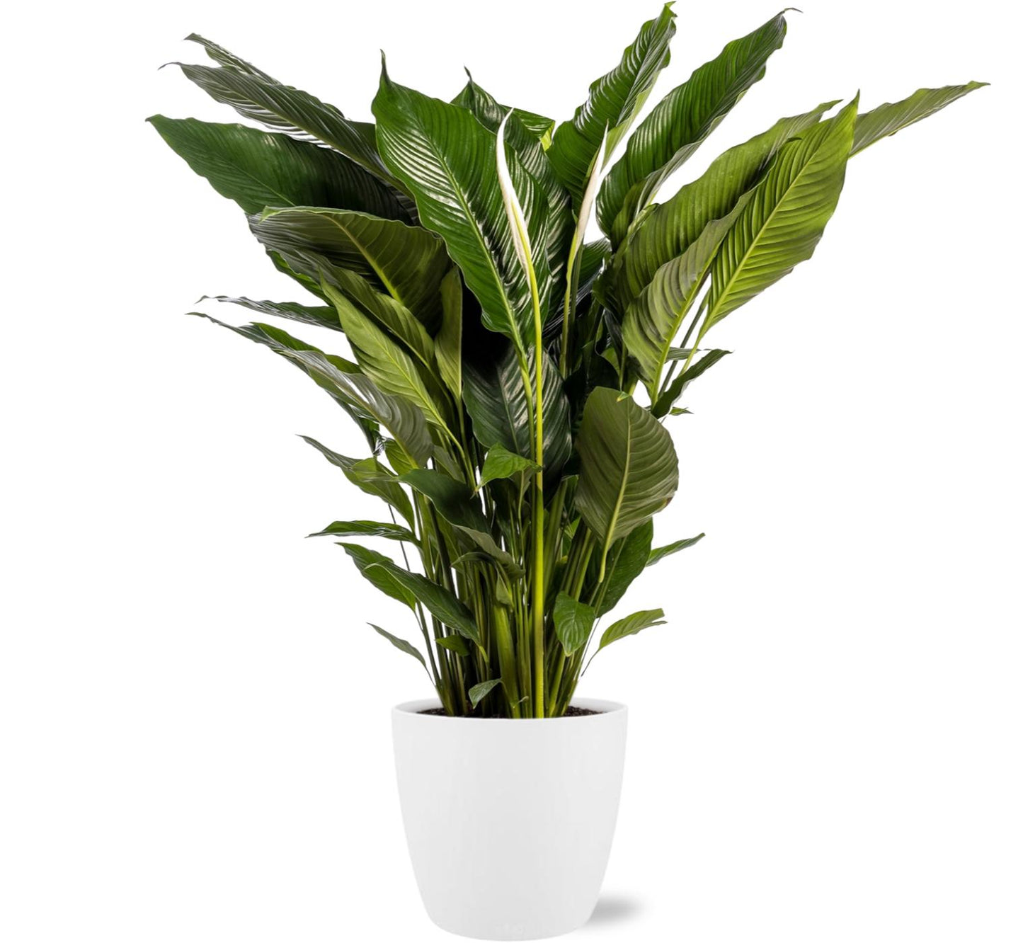 Spathiphyllum Sweet Sebastiano - Lepelplant - Ø24cm - ↕110cm + Pot Brussels D25x23cm - Wit