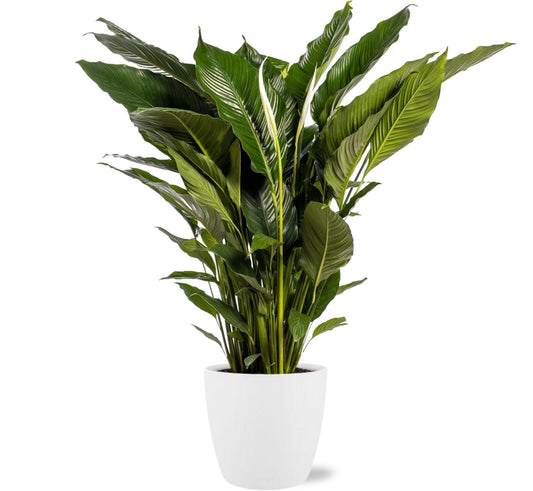 Spathiphyllum Sweet Sebastiano - Friedenslilie - Ø24cm - ↕110cm + Topf Brüssel D25x23cm - Weiß