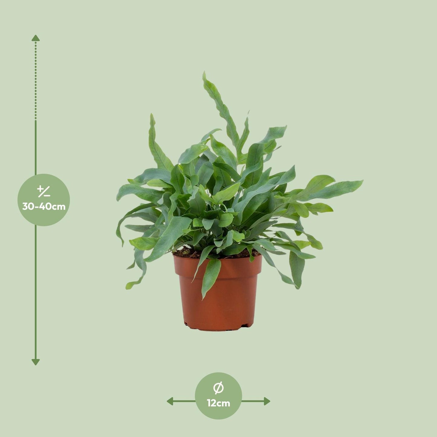 Phlebodium aureum Blue Star (Blauwe Stervaren) – kamerplant met blauwgroene frondes – pot Ø17 cm, hoogte ca. 50 cm – onderhoudsvriendelijke tropische plant voor binnen. Luchtzuiverend