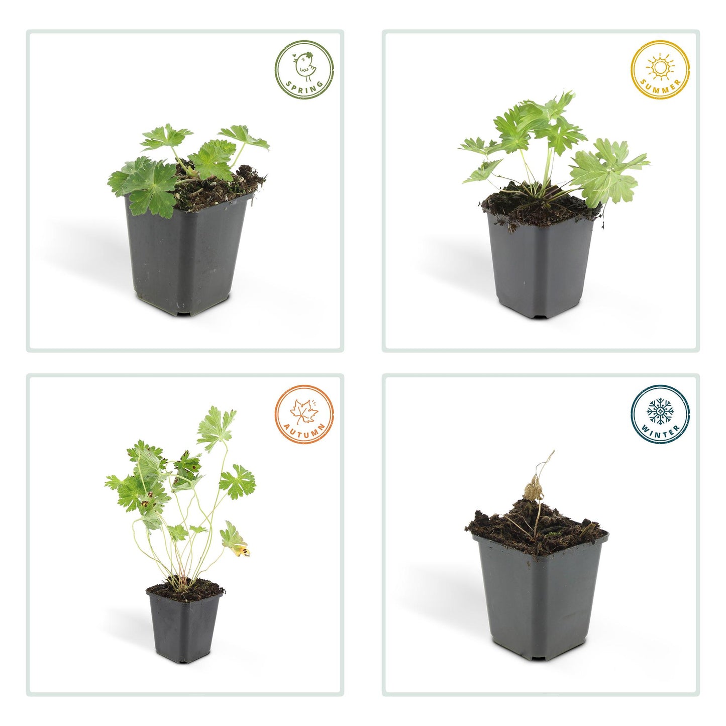 Geranium Rozanne Buitenplant | Ooievaarsbek