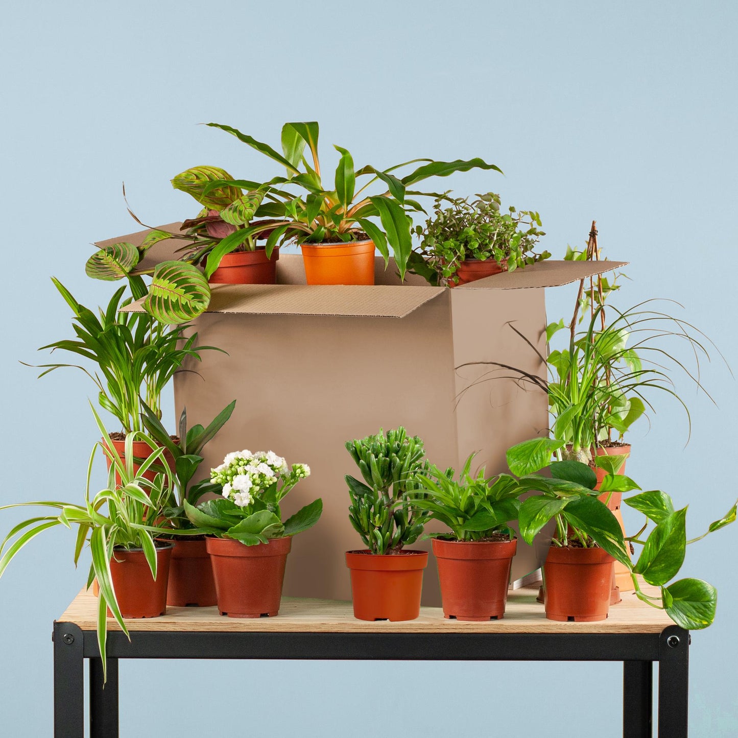 Groene Kneusjesbox met 12 verschillende kamerplanten, ideaal voor plantenliefhebbers