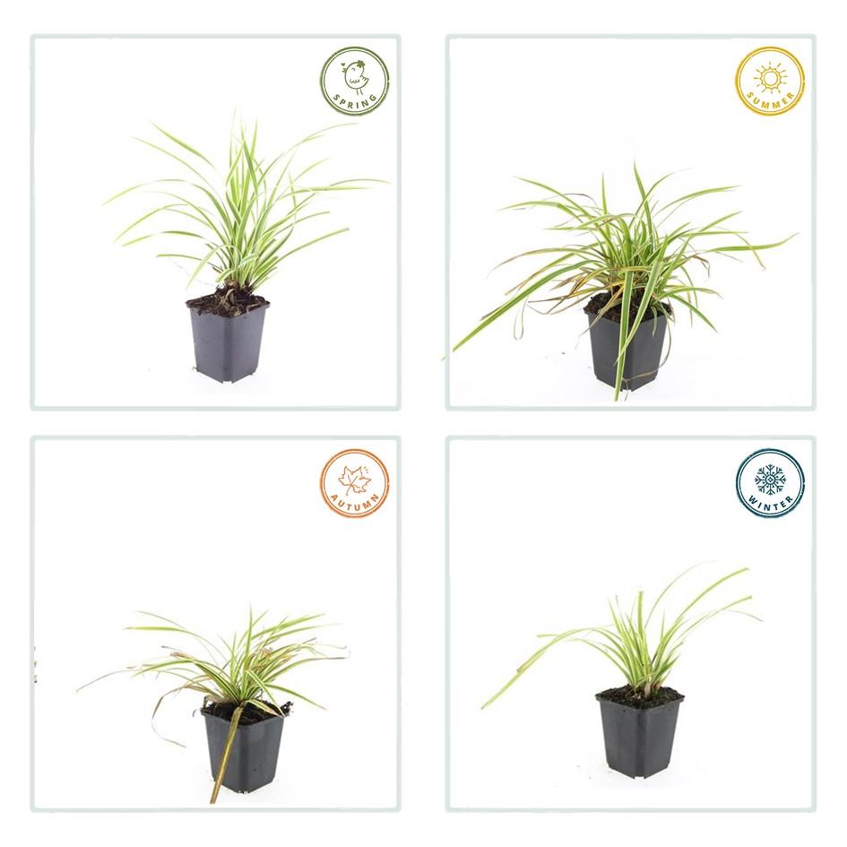 Carex morrowii 'Aureovariegata' | Buitenplant