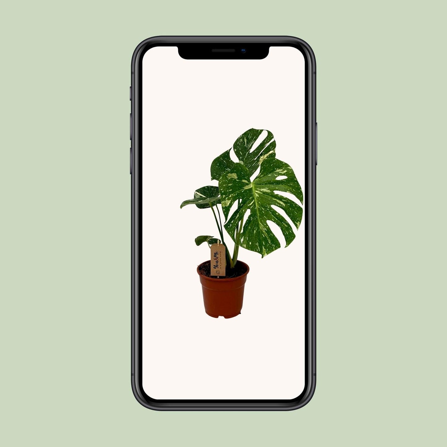 Monstera Deliciosa – Gatenplant – Tropische Kamerplant – Ø17 cm – Hoogte 50 cm