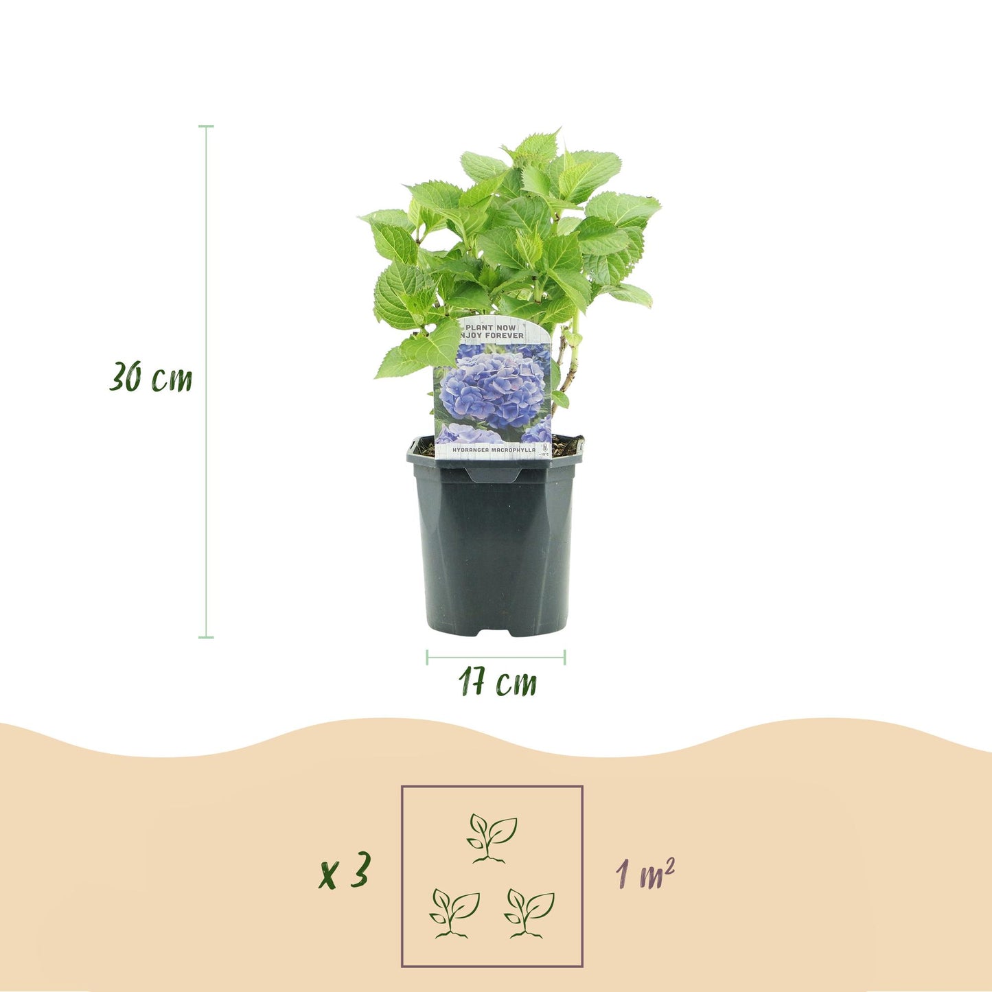 Hydrangea macrophylla Tricolour – Hortensia met roze, witte en blauwe bloemen, geschikt voor tuin, border of terras, bloeit van juni tot september.