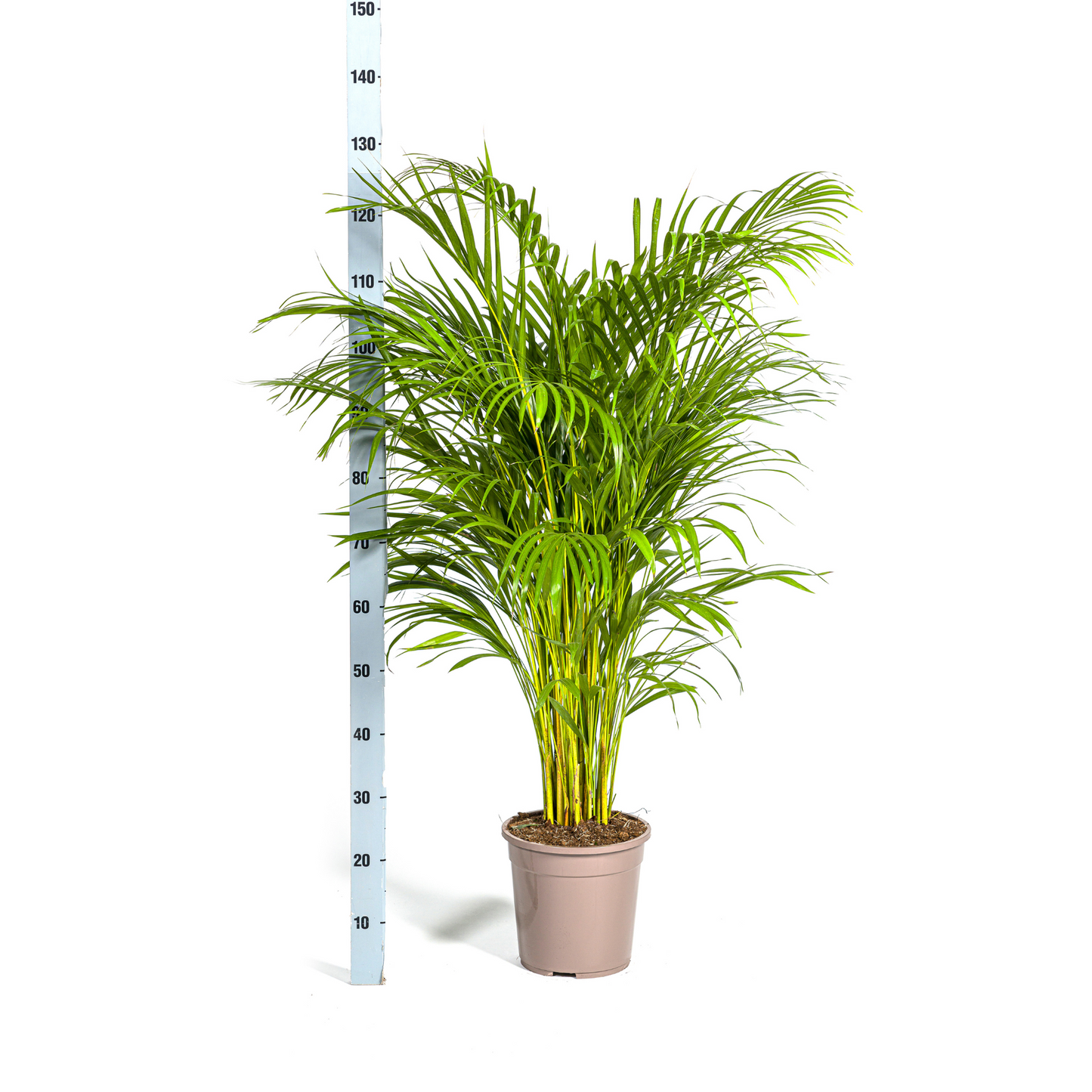 Dypsis Areca Lutescens (Goudpalm) met veerachtige groene bladeren in mand Ø24 cm, hoogte 120–140 cm