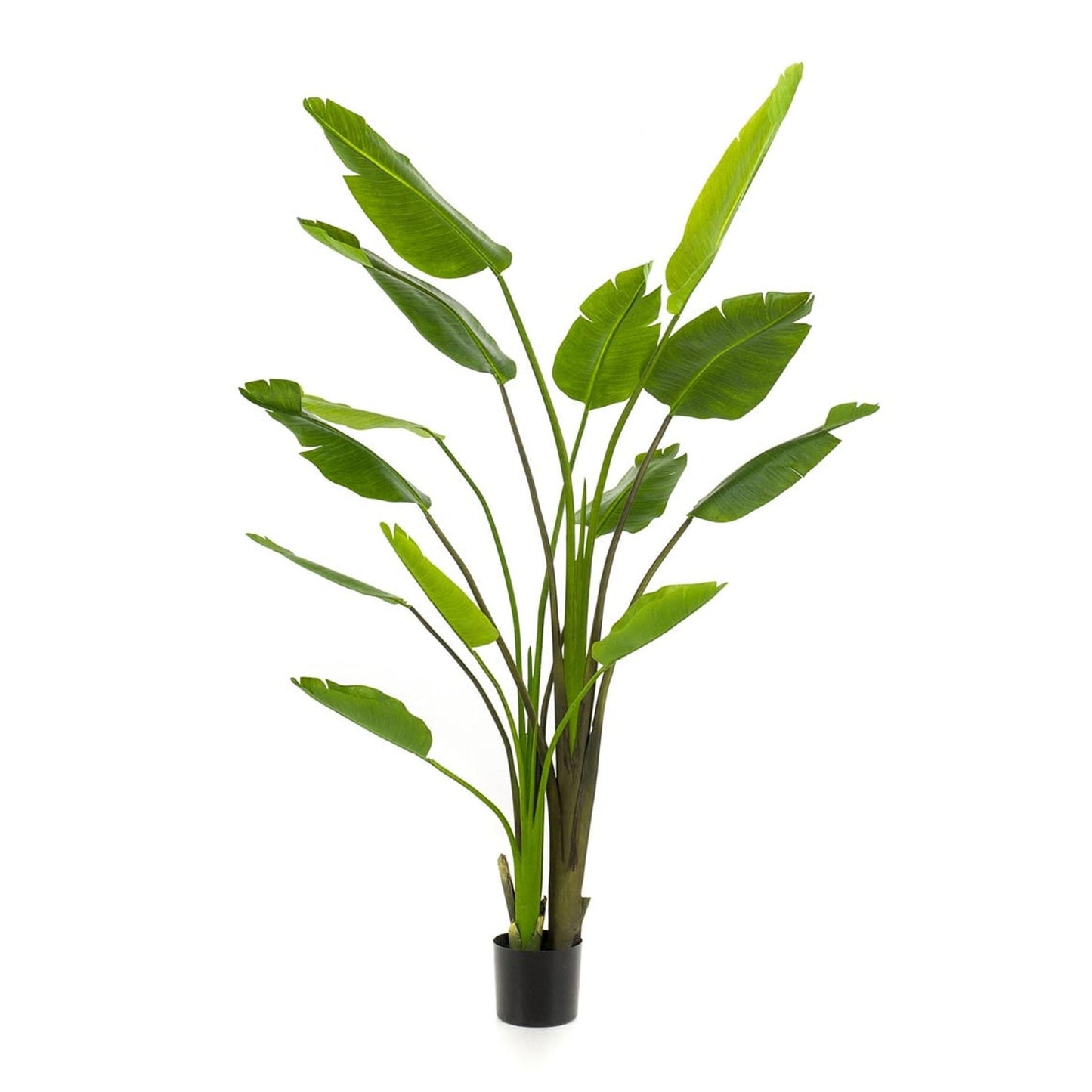 Strelitzia Nicolai kunstplant van 180 cm hoog in zwarte pot, met realistische bananenbladachtige bladeren in diepgroen.