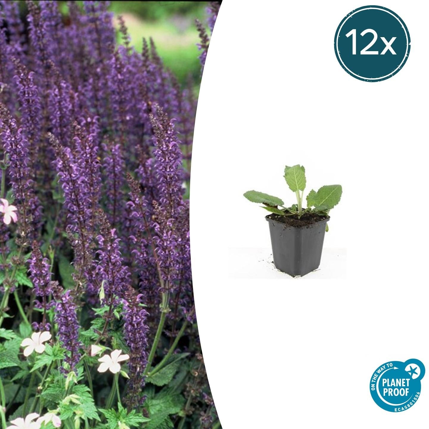 Salvia nemorosa | Buitenplant | Mainacht Salie
