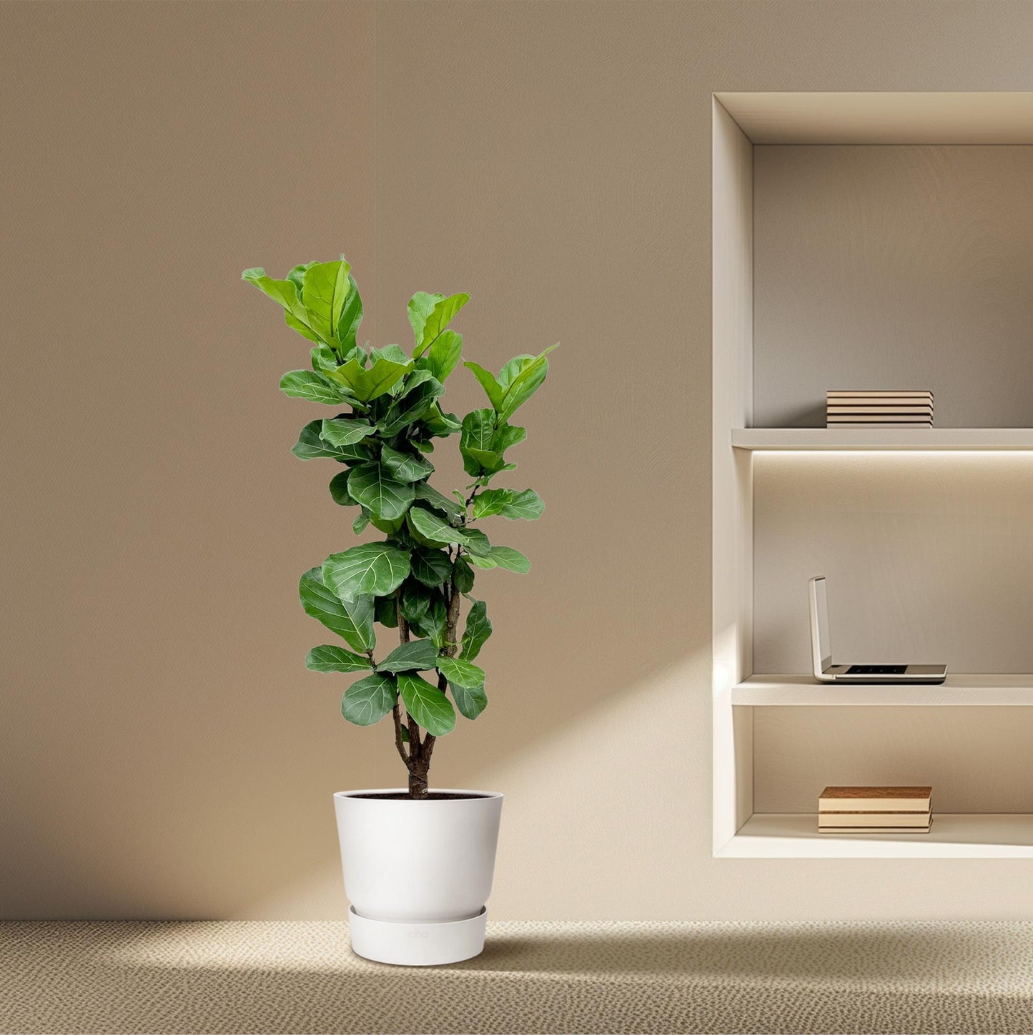 "Ficus Lyrata vertakt – Grote kamerplant met vioolvormige bladeren – 170 cm hoog – Ø32 cm pot – tropische blikvanger"