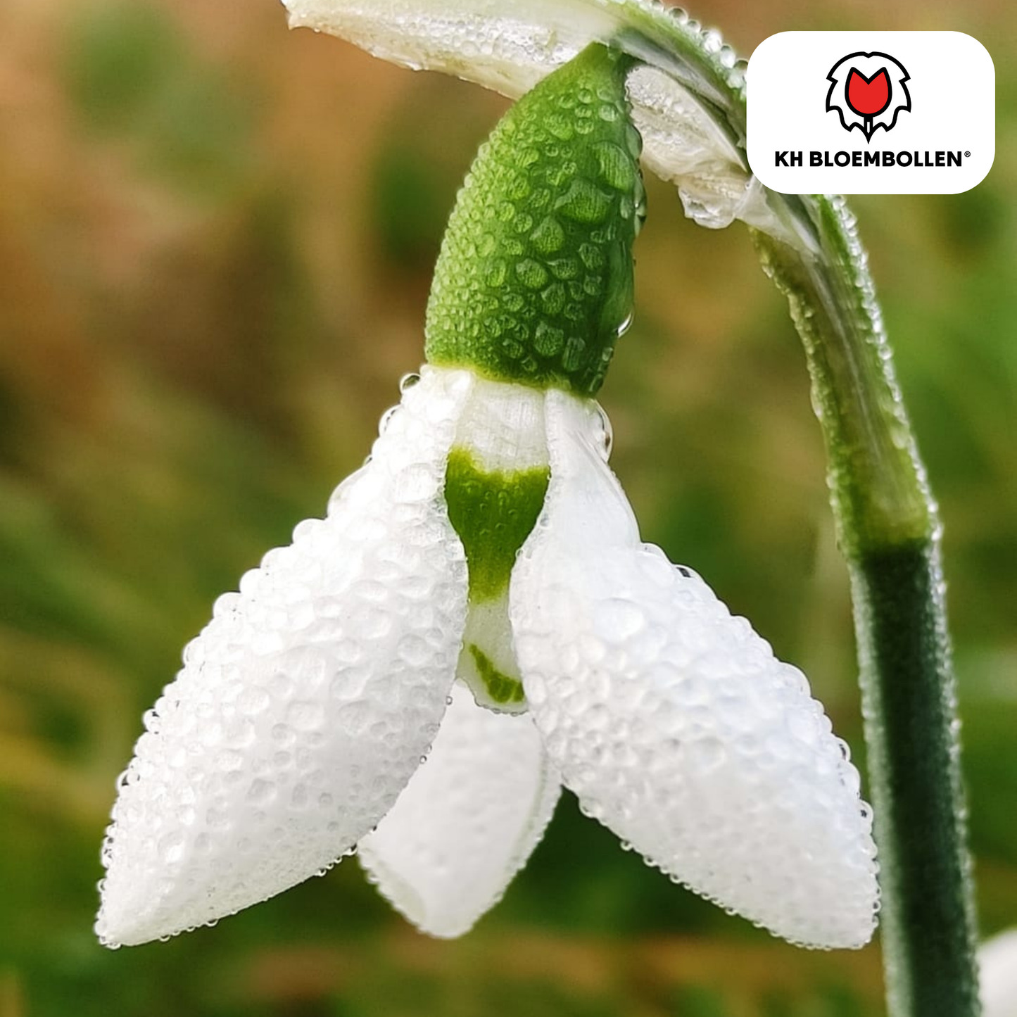 Sneeuwklokjes (Galanthus nivalis) – 30 bloembollen – vroege voorjaarsbloeiers, winterhard en bijvriendelijk