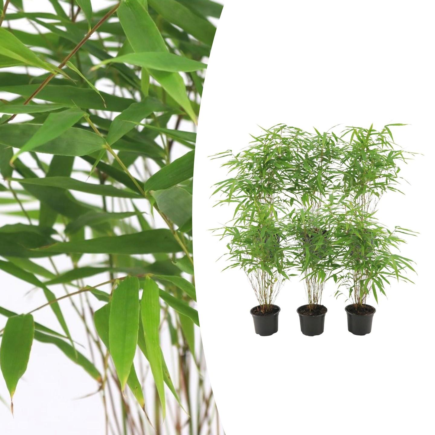 Fargesia rufa Buitenplant | Bamboe