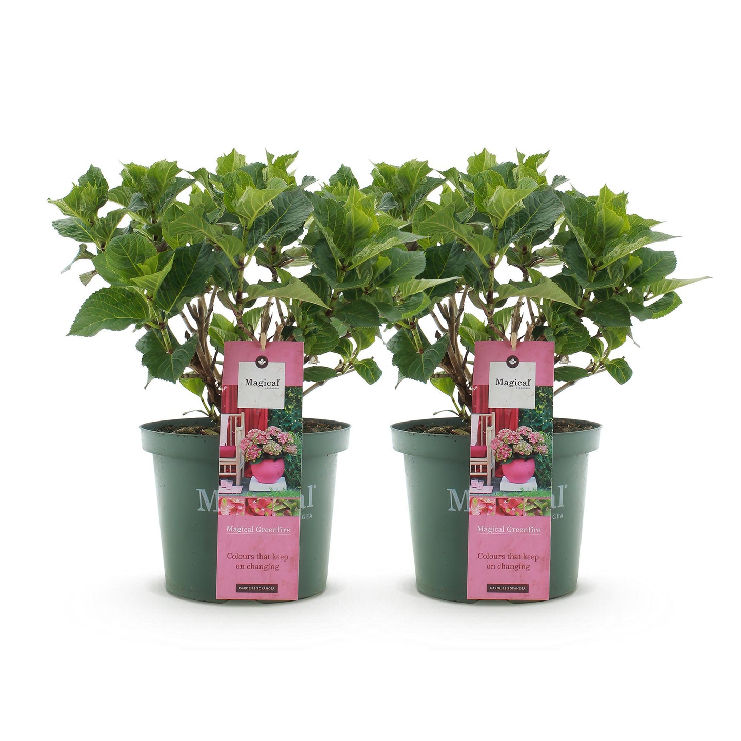 Terrasplant - Hortensia - Hydrangea Magical Green Fire - Roze Groen - 6-10 Bloemen - 2 Planten - Pot 23cm Hoogte 55cm