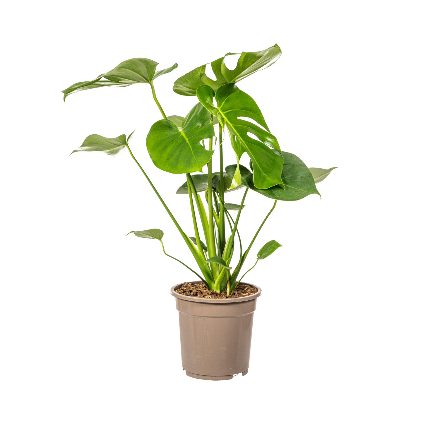 Monstera Deliciosa Tauerii kamerplant Ø19cm, 70-90cm hoog, grote groene bladeren met inkepingen en gaten, tropische klimplant.