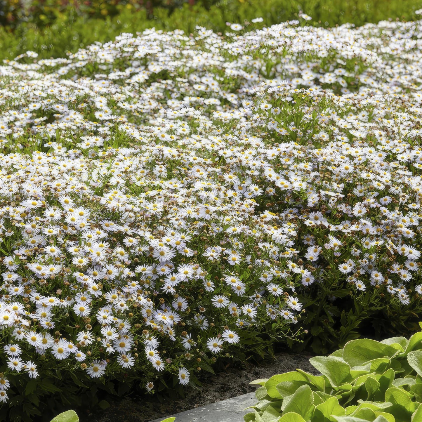 Aster ageratoides ‘Ashvi’ met witte bloemen, 50–70 cm hoog, winterharde tuinplant in volle zon
