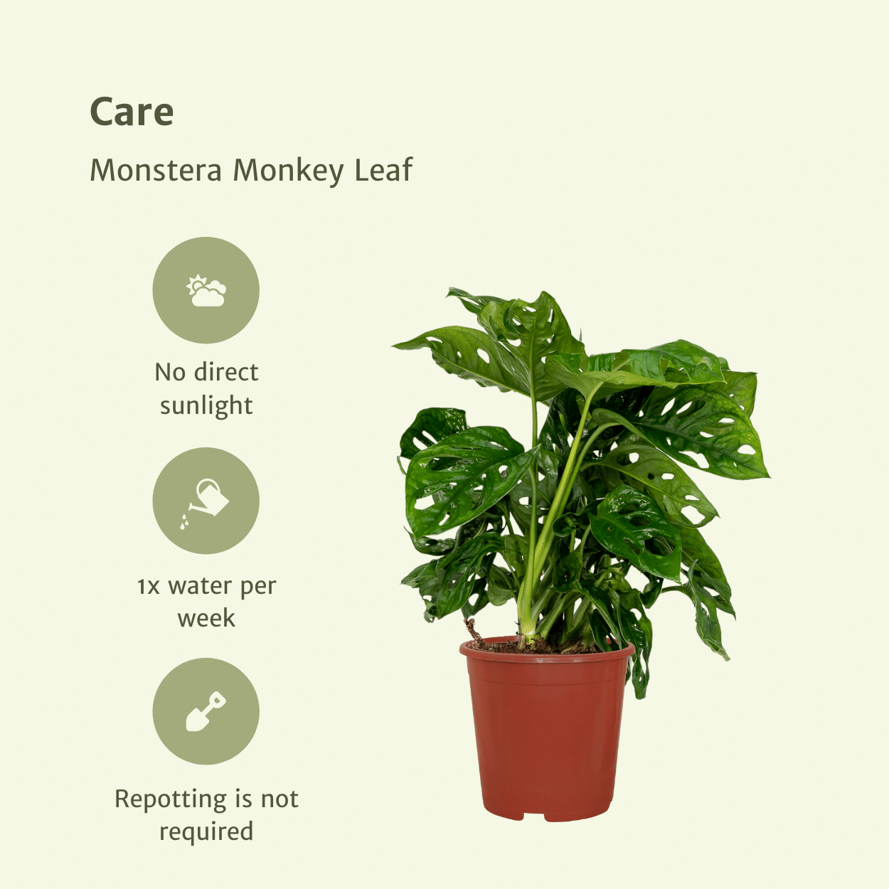 2x Monstera Monkey Leaf (Gatenplant) – kamerplant met unieke gaten en open bladranden – pot Ø12 cm, hoogte ca. 30 cm – onderhoudsvriendelijke binnenplant