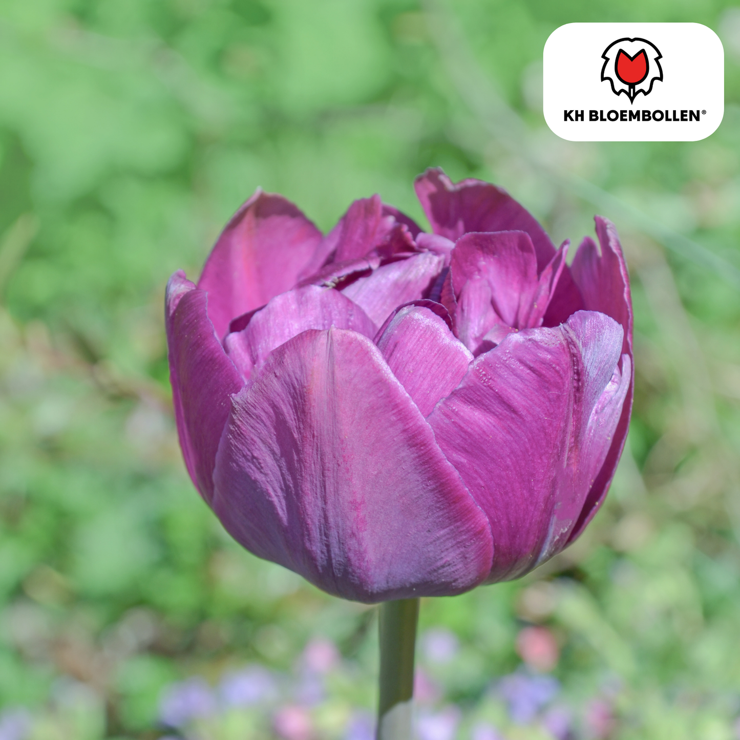 Tulpenbollen Double Flag – paarse dubbelbloemige tulpen, vol en elegant – 20 stuks, maat 11/12, geschikt voor tuin, pot en border – KH Bloembollen®