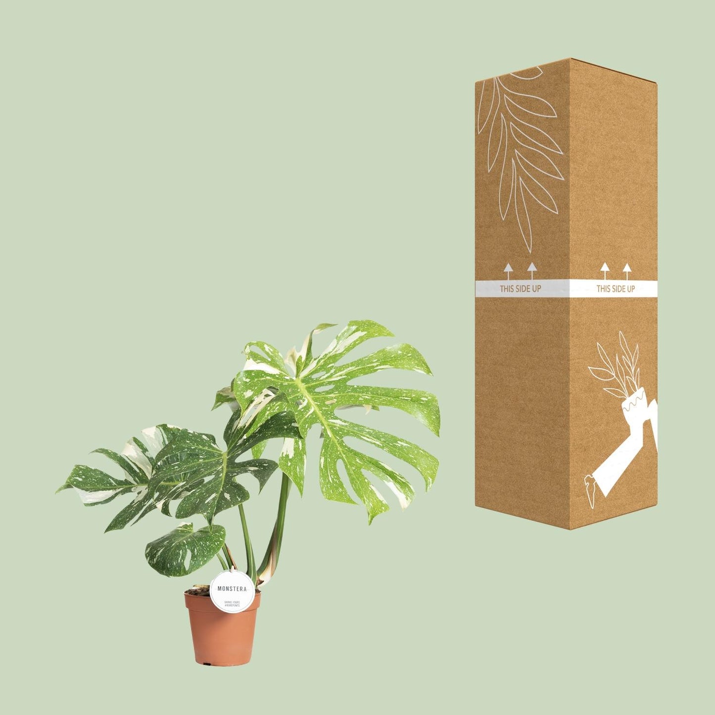 Monstera Thai Constellation kamerplant – groene bladeren met witte marmering