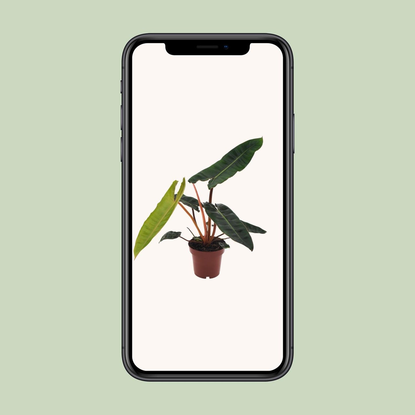 Philodendron Scandens in pot Ø12 cm – hoogte ca. 25 cm, glanzende hartvormige bladeren