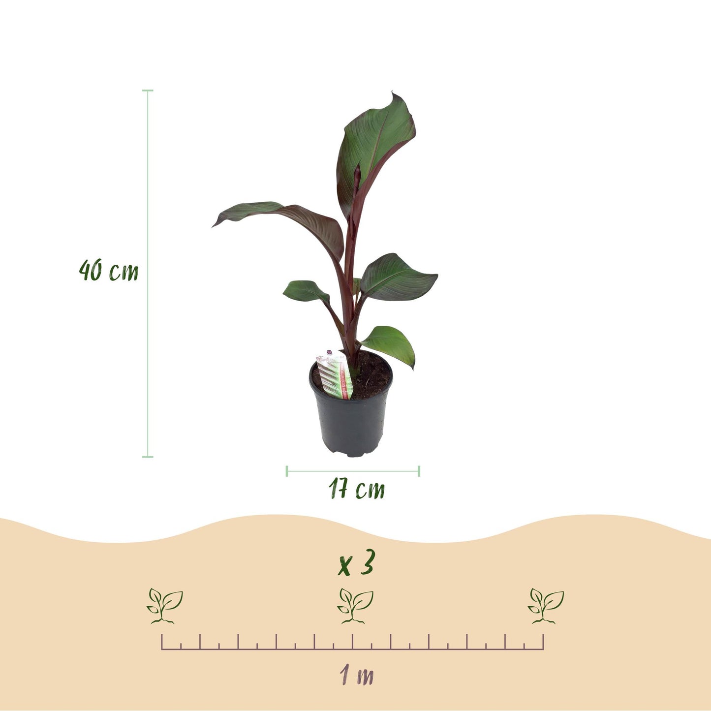 Bananen plant - Ensete ventricosum Maurelli - Winterhard - 2 planten - Pot 17cm Hoogte 40cm
