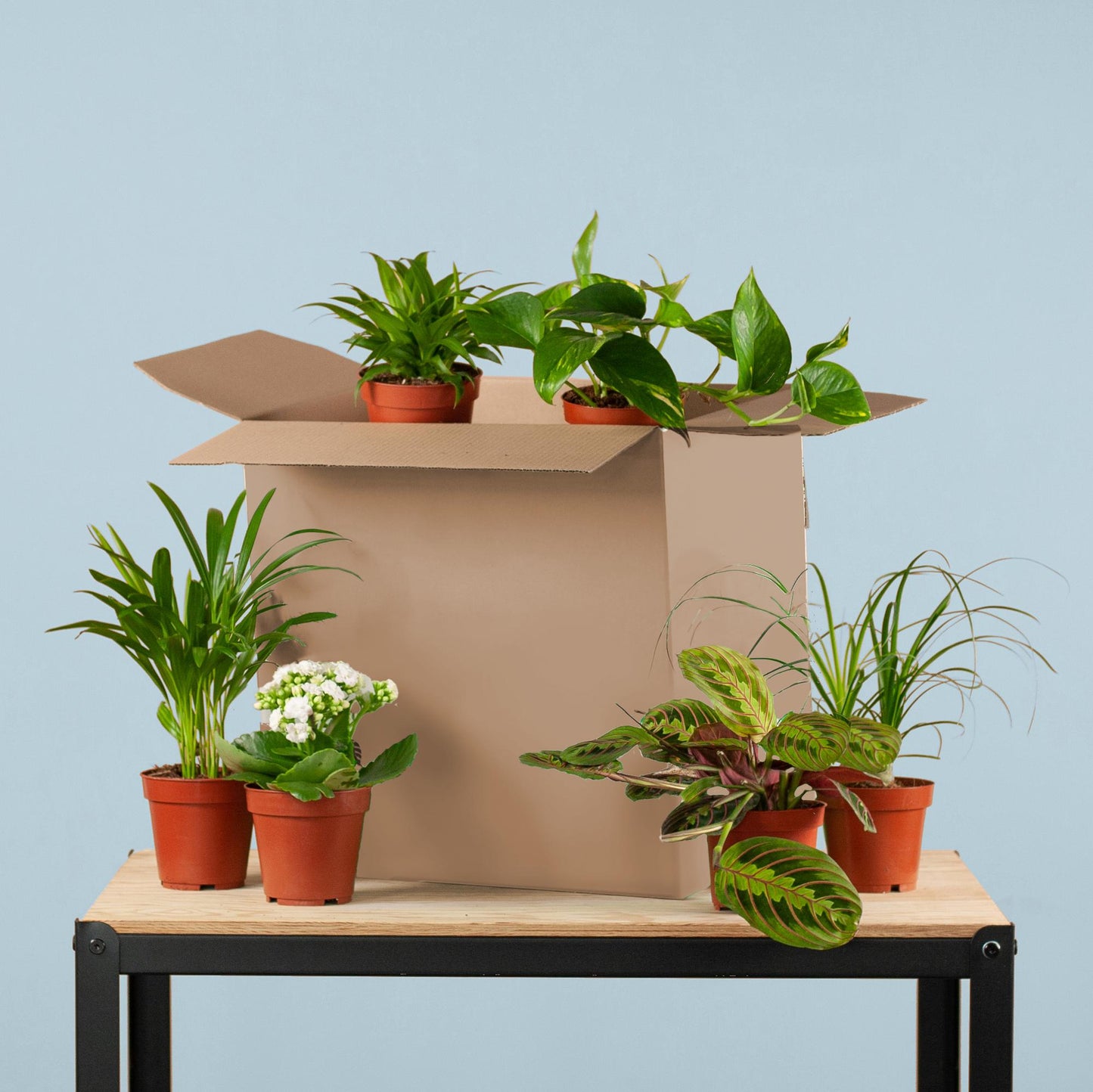 Groene Kneusjesbox met 6 diverse kamerplanten met kleine imperfecties, variërend in potmaat van 5 tot 17 cm, perfect voor liefhebbers van planten met een verhaal.
Planttoday