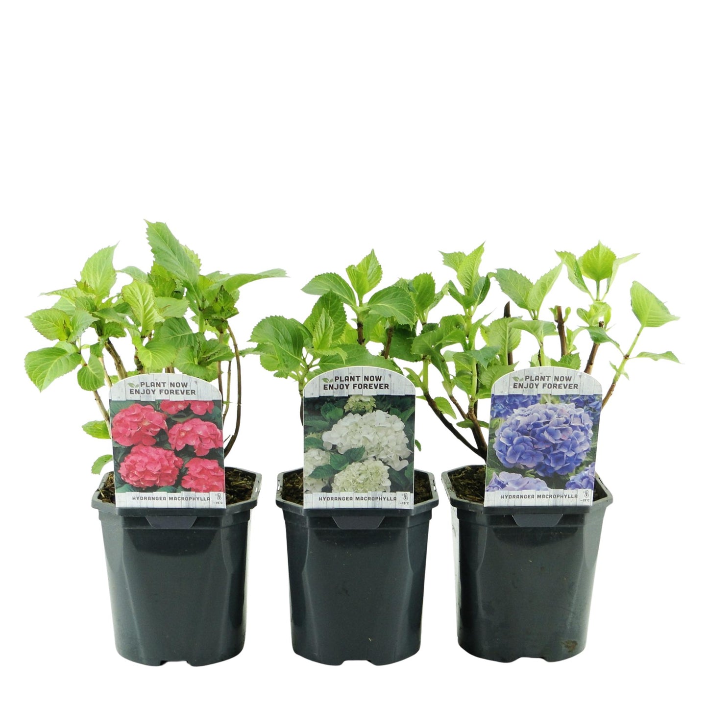Hydrangea macrophylla Tricolour tuinplant | Hortensia