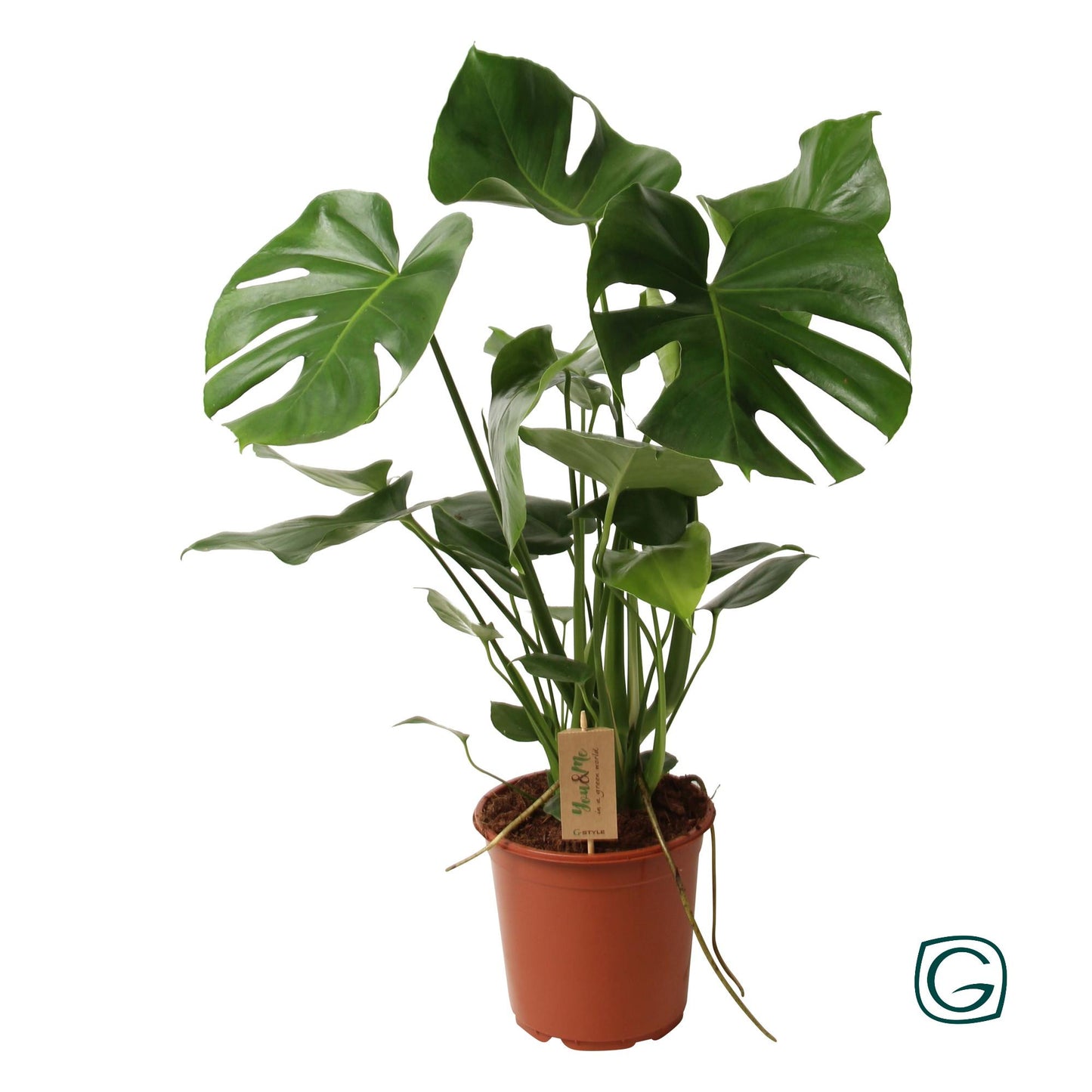 Monstera Deliciosa (gatenplant) – 60 cm hoog – in pot van Ø21 cm – tropische kamerplant met grote bladeren en insnijdingen