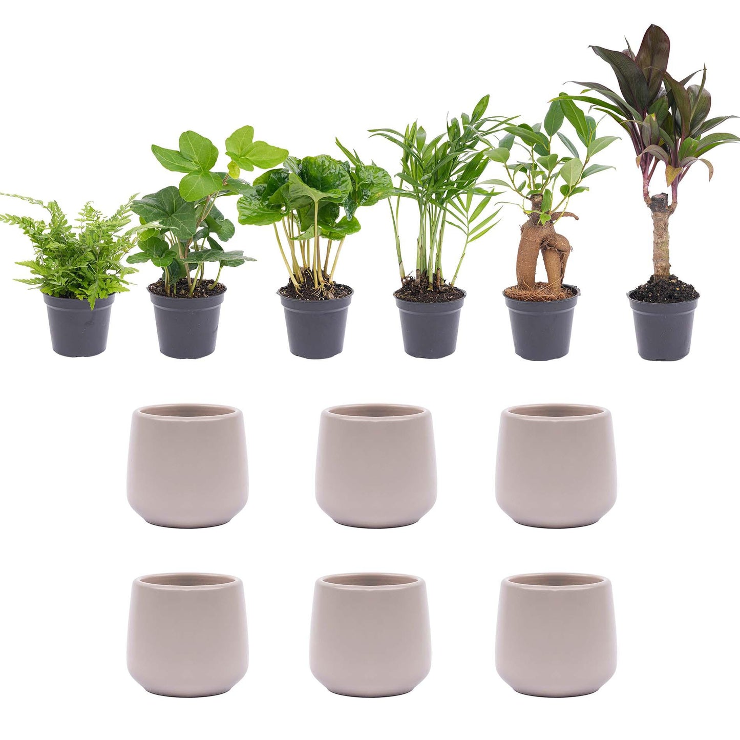 6x Mini Planten Mix | Kamerplant