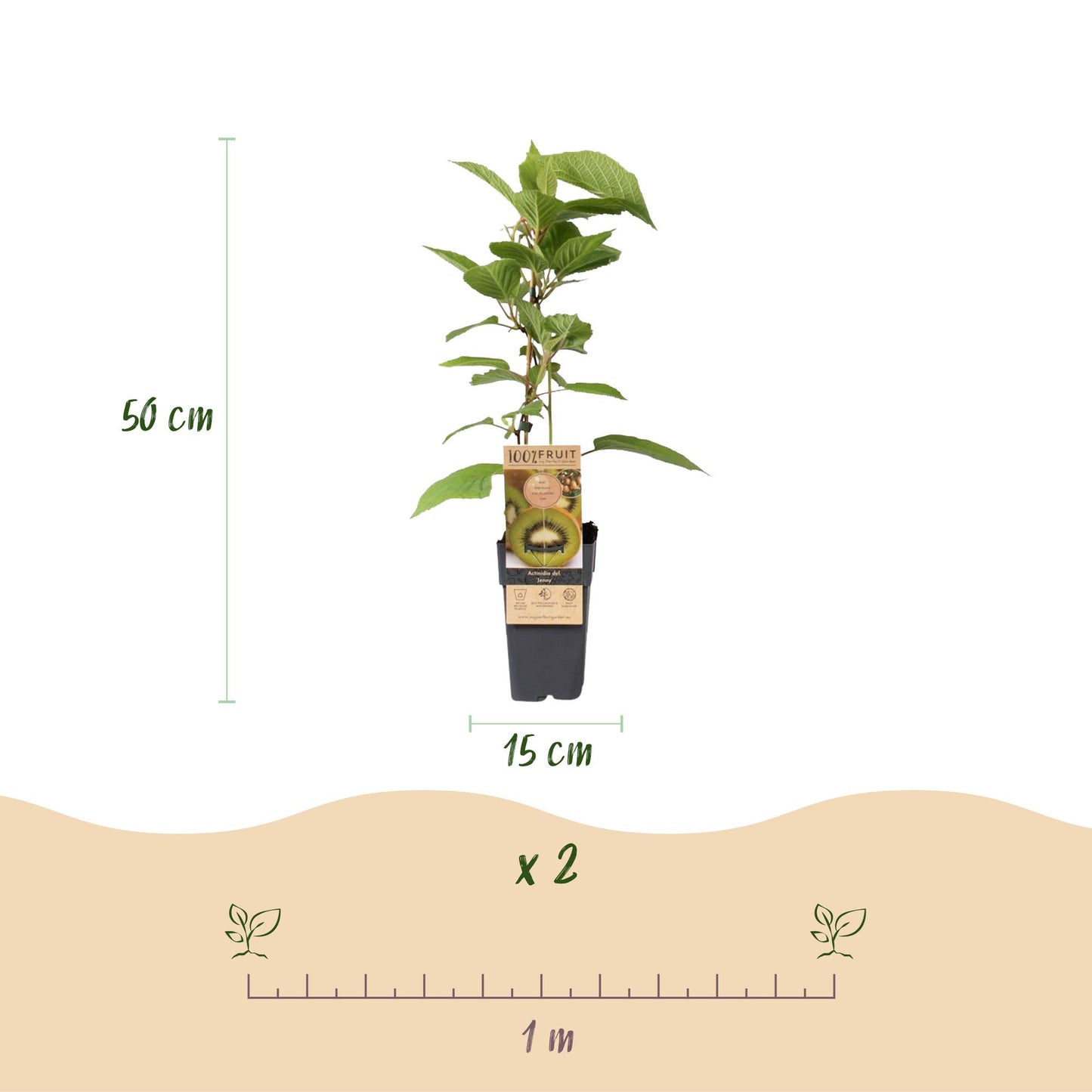 Actinidia deliciosa ‘Jenny’ – groene kiwi fruitplant, set van 2 planten in pot Ø15cm, hoogte ongeveer 50cm, ideaal voor tuin en terras."