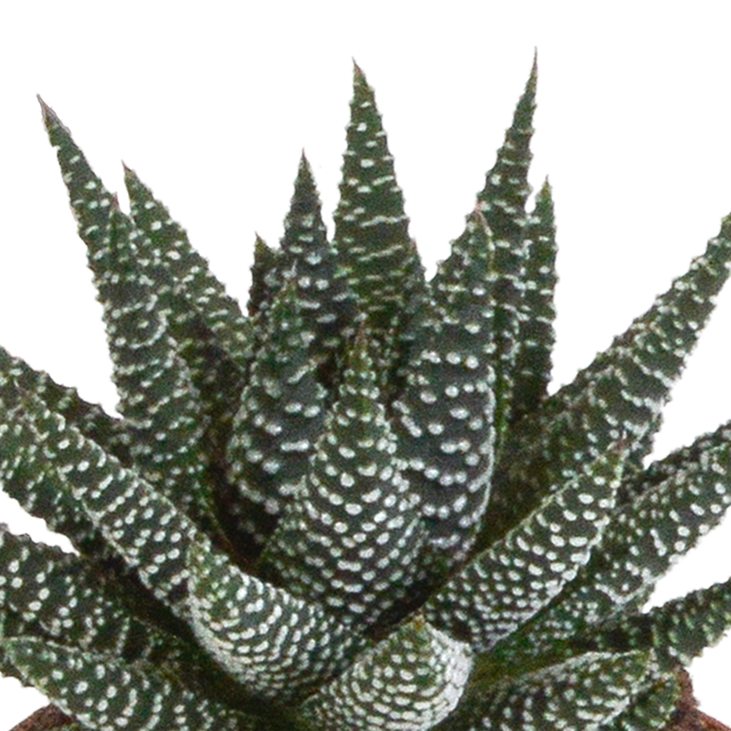Mix van 3 Gasteria’s en Haworthia’s in verschillende kleuren, hoogtes en vormen – kamerplanten van topkwaliteit