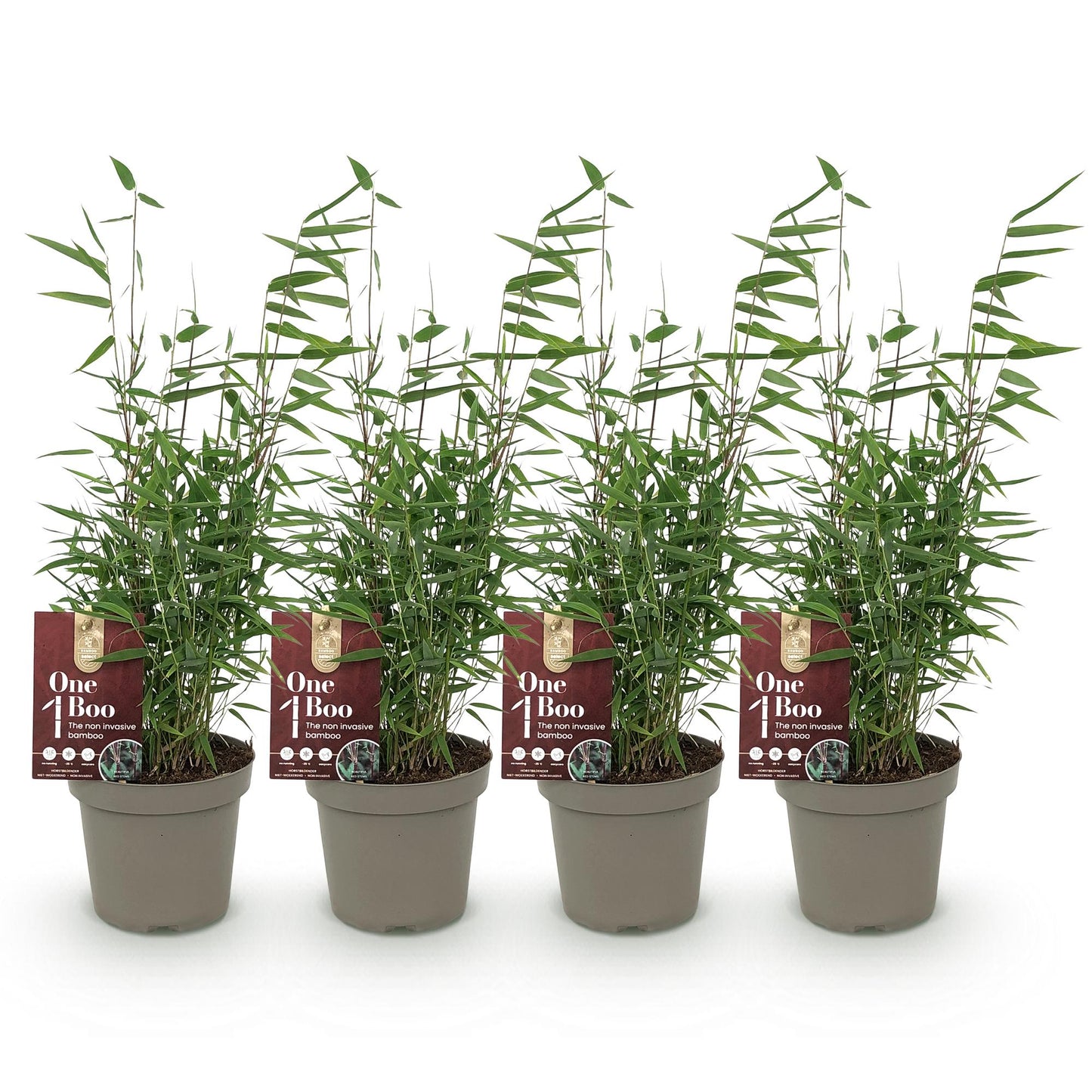 Bamboe Fargesia Red Dragon met rode stelen en groen blad – niet-woekerende, bladhoudende bamboe – geschikt voor haag, border en potten.