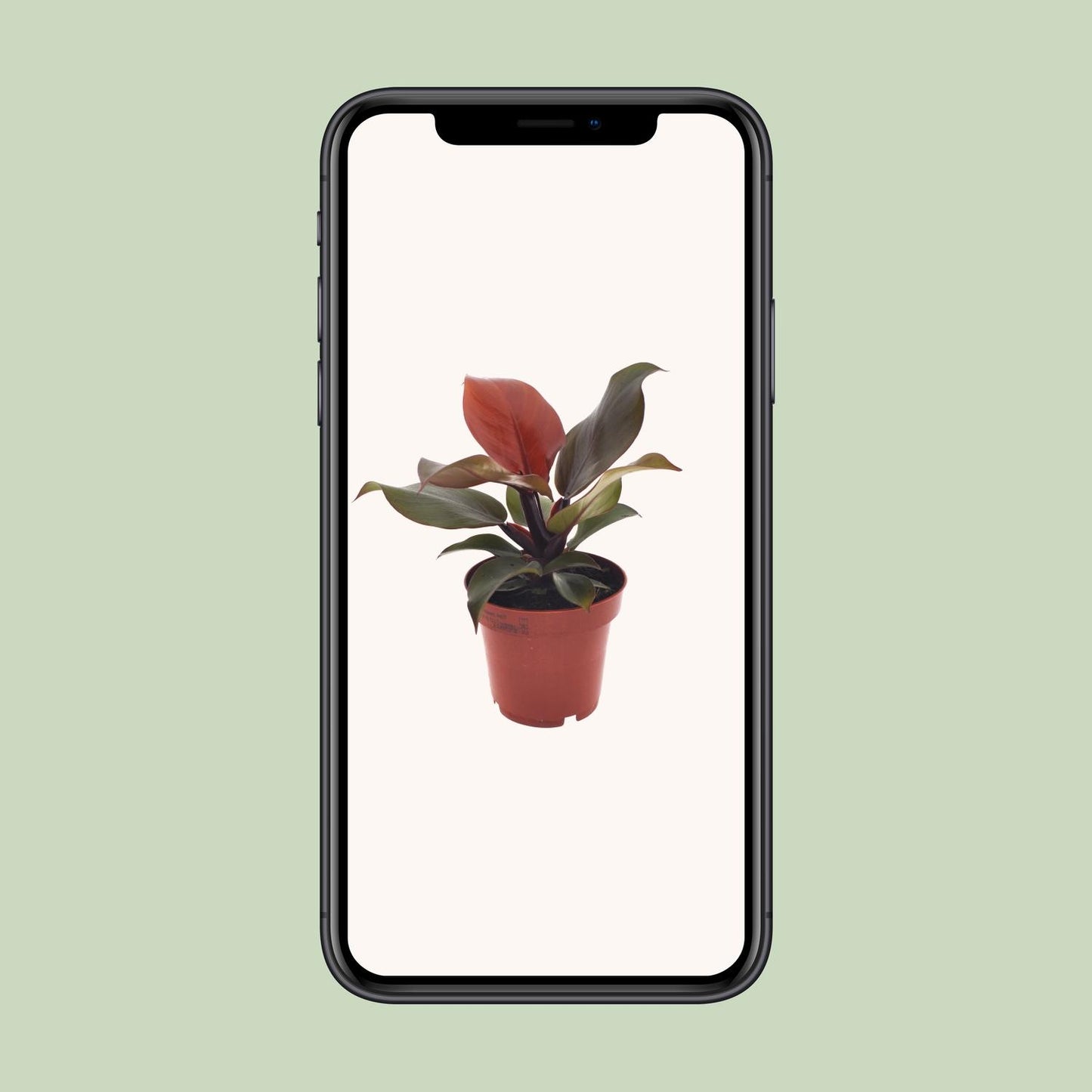 Philodendron Imperial Red / Sunlight in pot Ø12 cm – hoogte ca. 25 cm, hartvormige dieprode bladeren