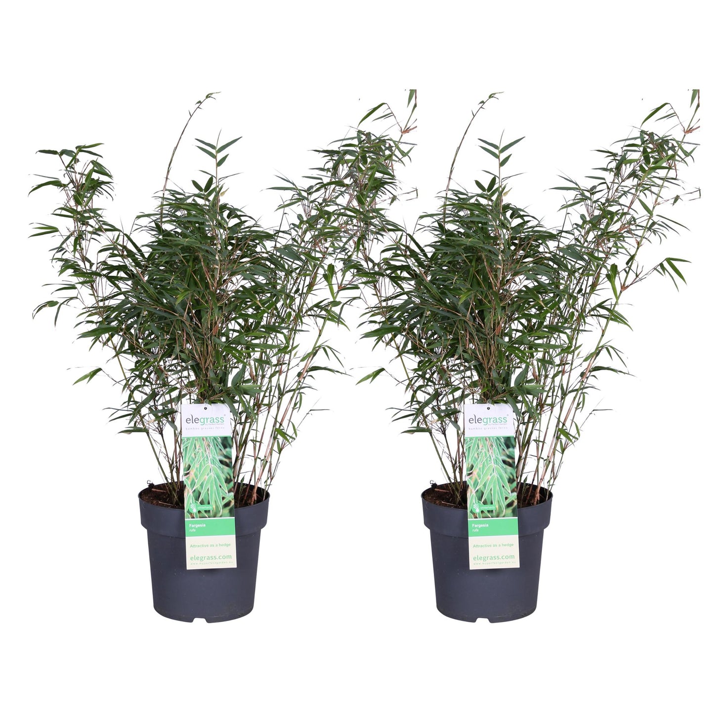 2x Fargesia rufa - ↨80cm - Ø23. Bamboe