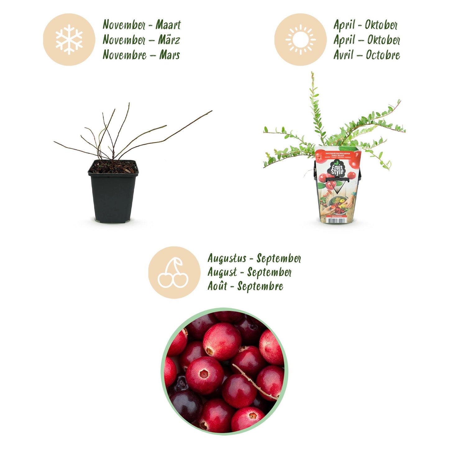 Vaccinium macrophylla Early Black – blauwe bes fruitplant – 3 stuks in pot 9 cm – winterhard, geschikt voor tuin, border en balkon, met donkerrode bessen