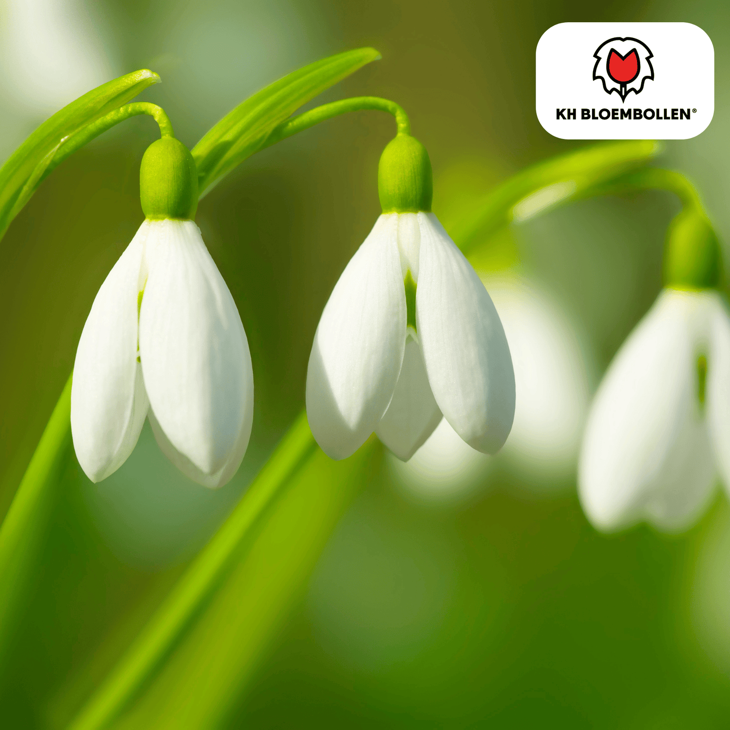 Sneeuwklokjes (Galanthus nivalis) – 30 bloembollen – vroege voorjaarsbloeiers, winterhard en bijvriendelijk