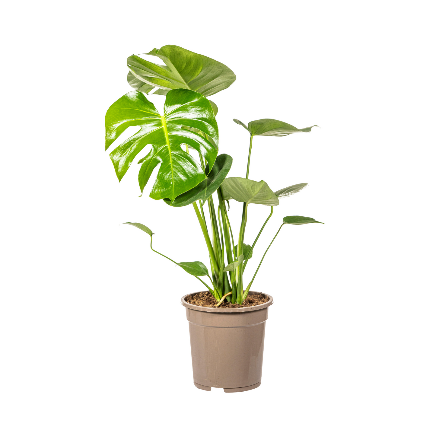 Monstera Deliciosa Tauerii kamerplant Ø19cm, 70-90cm hoog, grote groene bladeren met inkepingen en gaten, tropische klimplant.