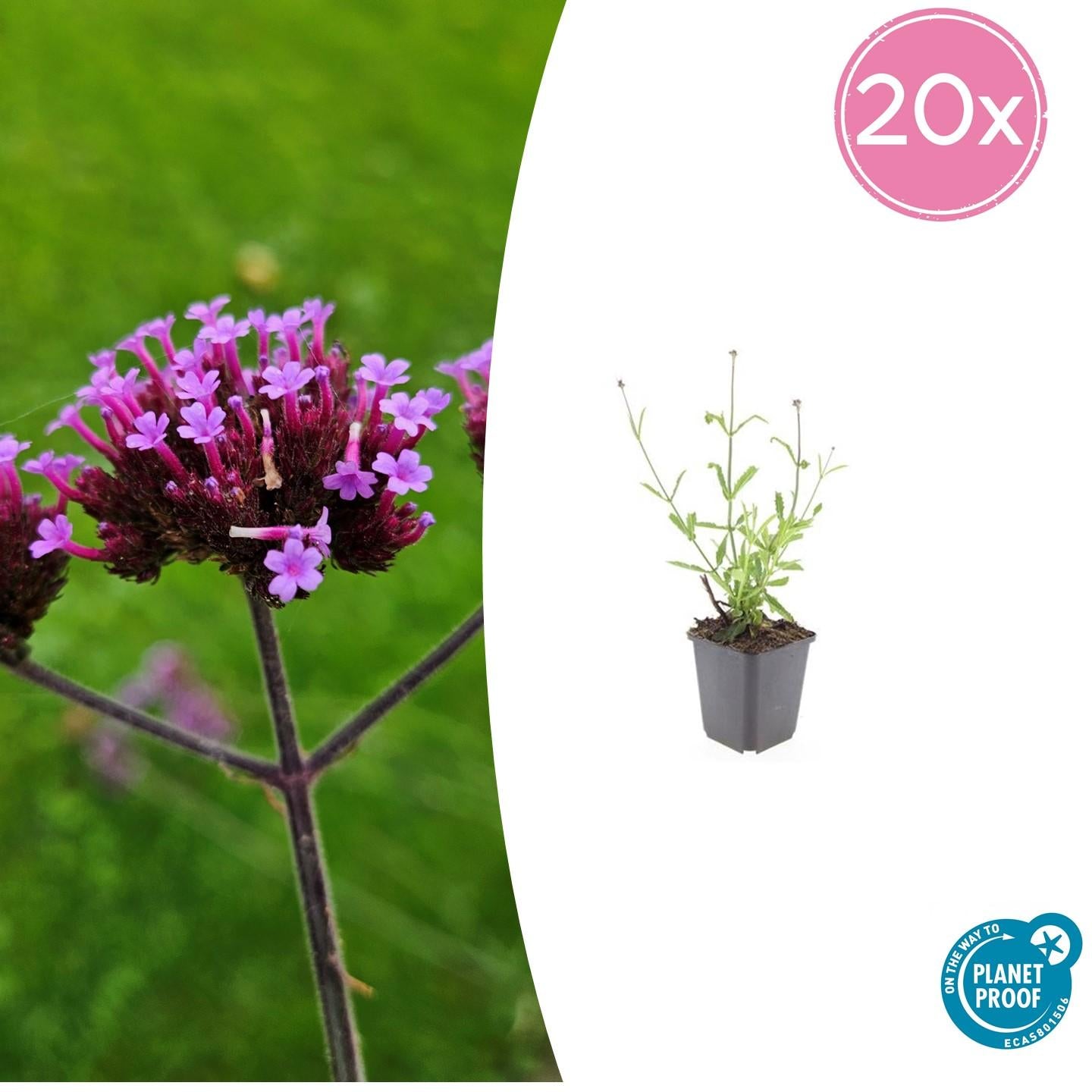 Verbena bon. 'Lollipop' Buitenplant | IJzerhard