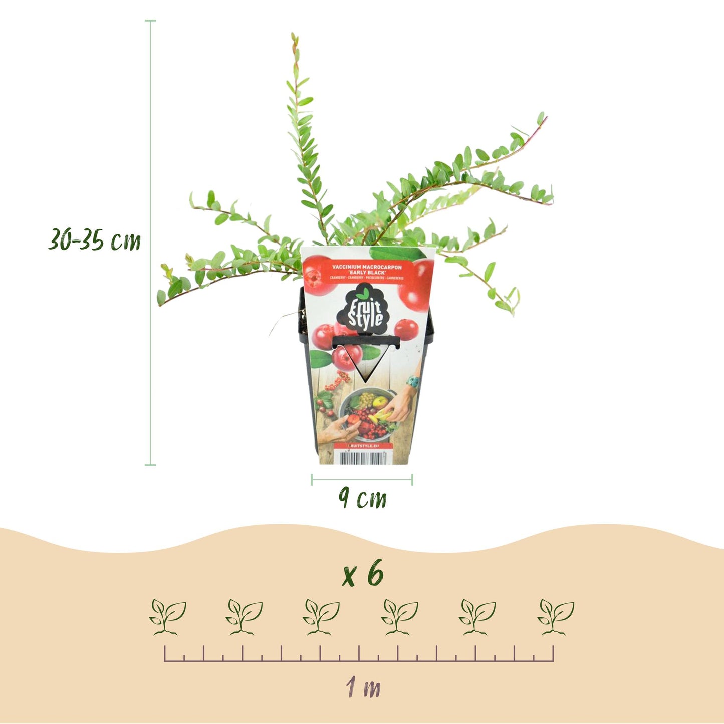 Vaccinium macrophylla Early Black – blauwe bes fruitplant – 3 stuks in pot 9 cm – winterhard, geschikt voor tuin, border en balkon, met donkerrode bessen. Heerlijk