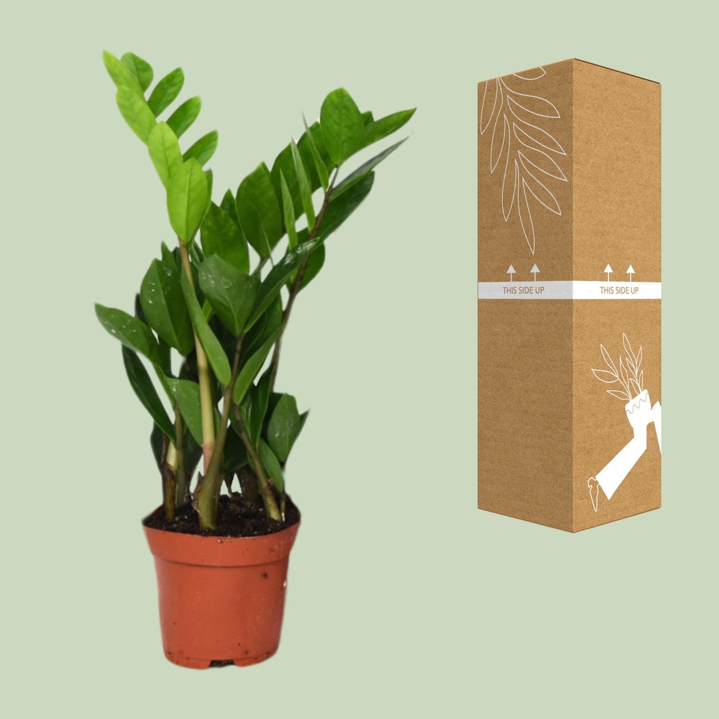 Zamioculcas Zamiifolia - ZZ-plant - Ø12cm - ↕40cm Bij Planttoday.