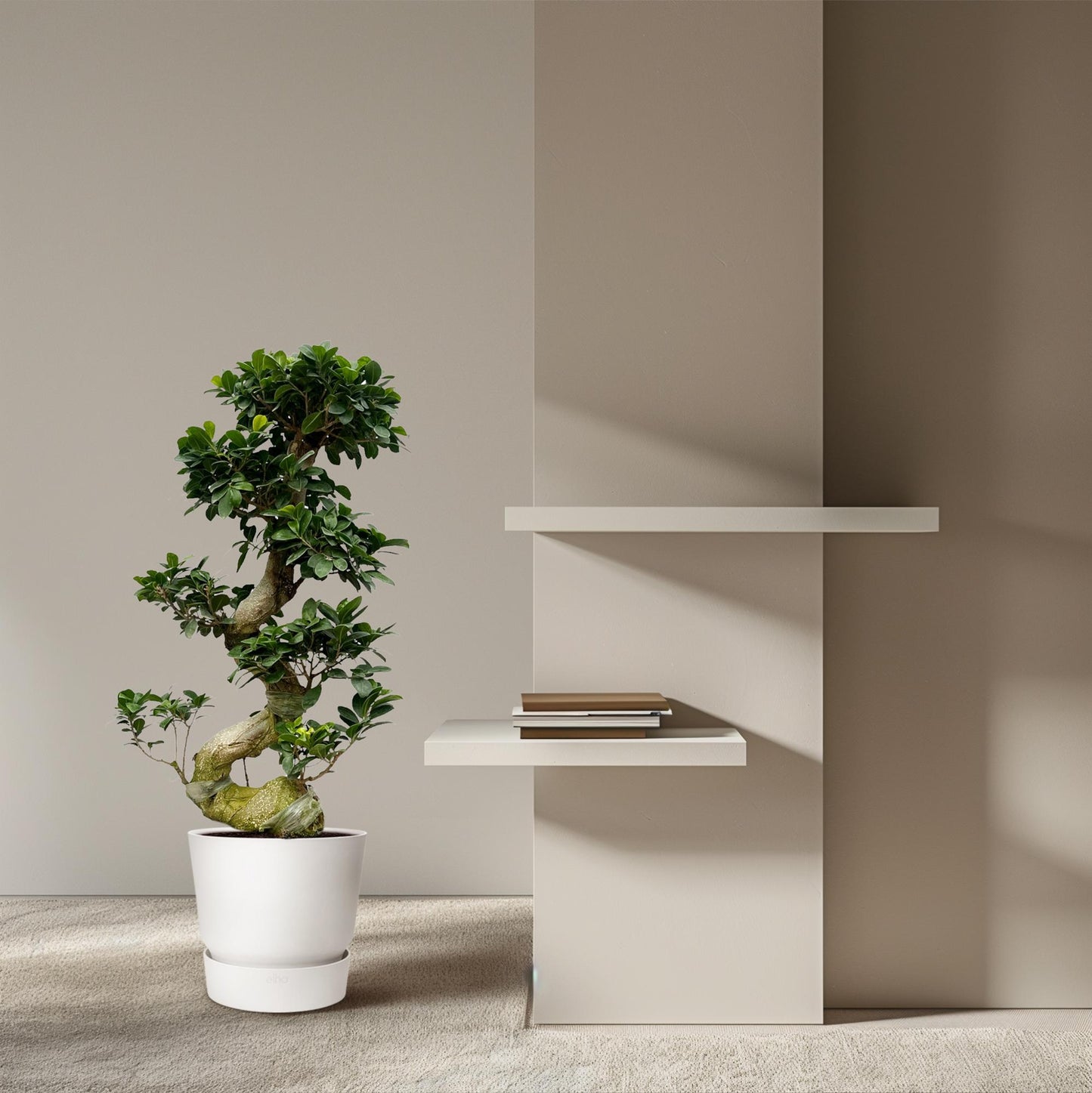 Ficus Microcarpa 'Ginseng' – Unieke Bonsai Kamerplant