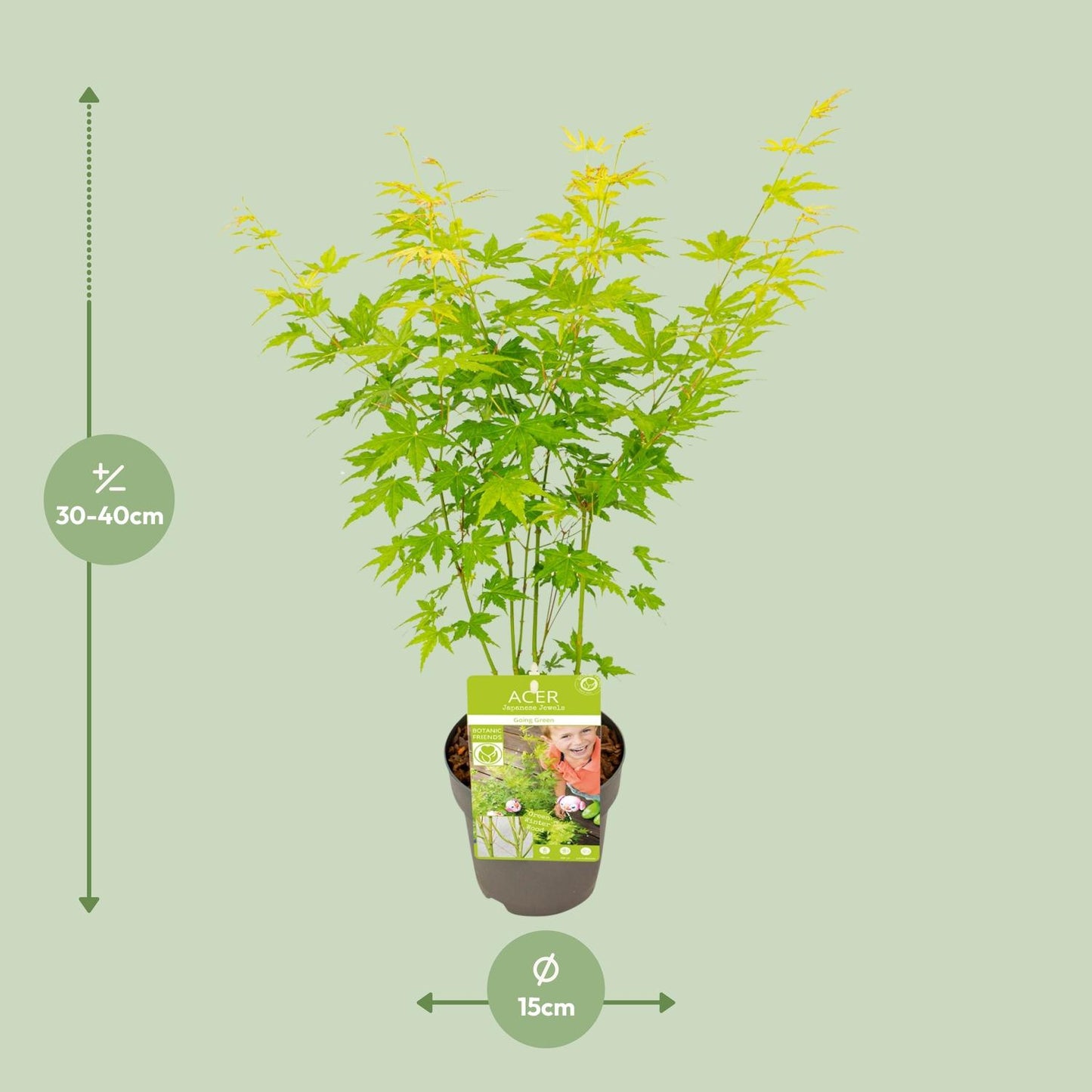 Acer palmatum Going Green - Esdoorn Maple