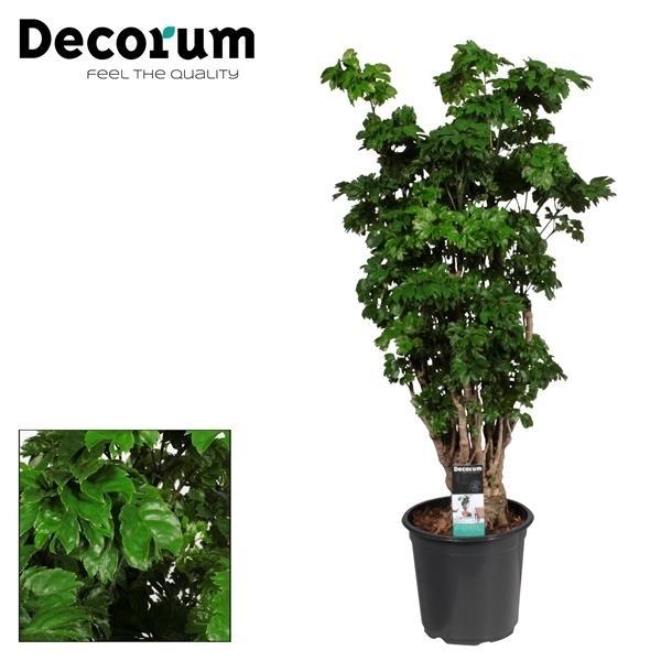 "Polyscias Roble Vertakt – exotische kamerplant van 80 cm hoog met vertakte stam en donkergroene bladeren in pot Ø21cm"
