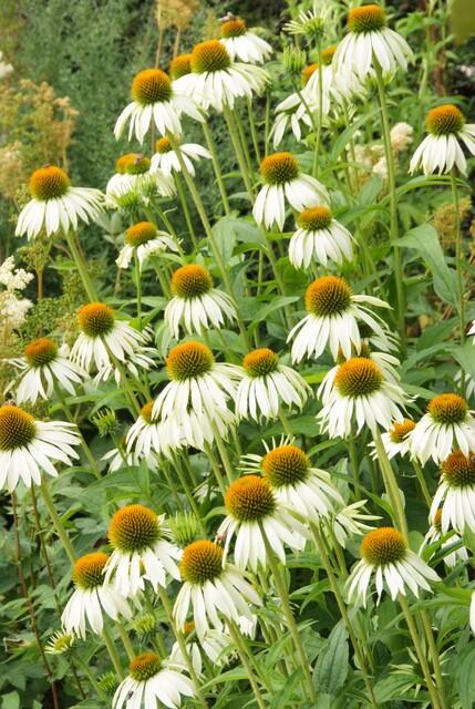Echinacea purpurea 'White Swan' witte zonnehoed bloeiend in de tuin – Ø9 cm, 10–25 cm hoog