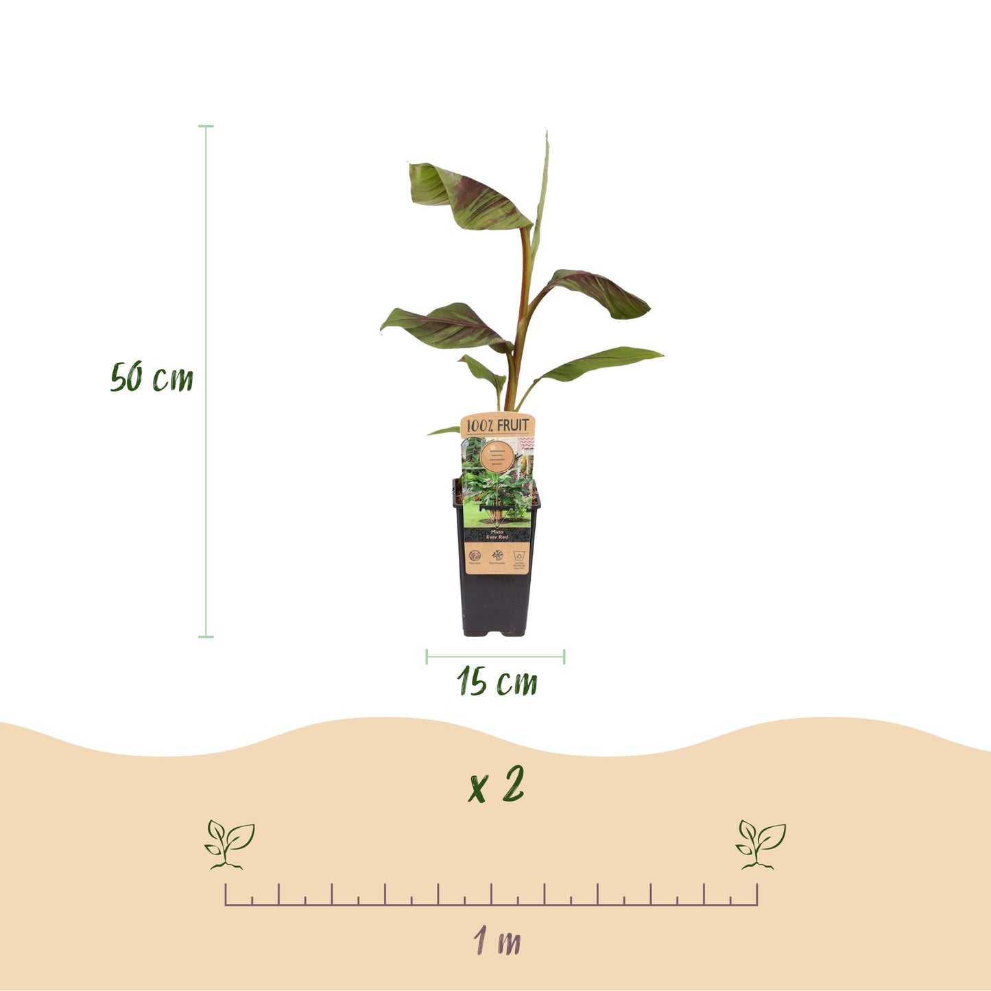 Musa Ever Red – Japanse vezelbanaan fruitplant, set van 2 planten in pot Ø15cm, hoogte ongeveer 50cm, met opvallende rode vruchten.