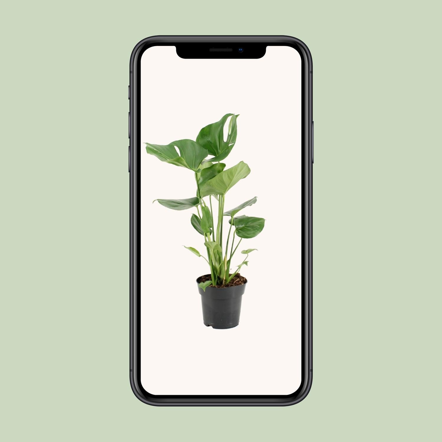 Monstera Deliciosa (Gatenplant / Swiss Cheese Plant) in pot Ø17cm – glanzende bladeren met karakteristieke gaten, hoogte ±60cm, ideale tropische kamerplant voor halfschaduw.