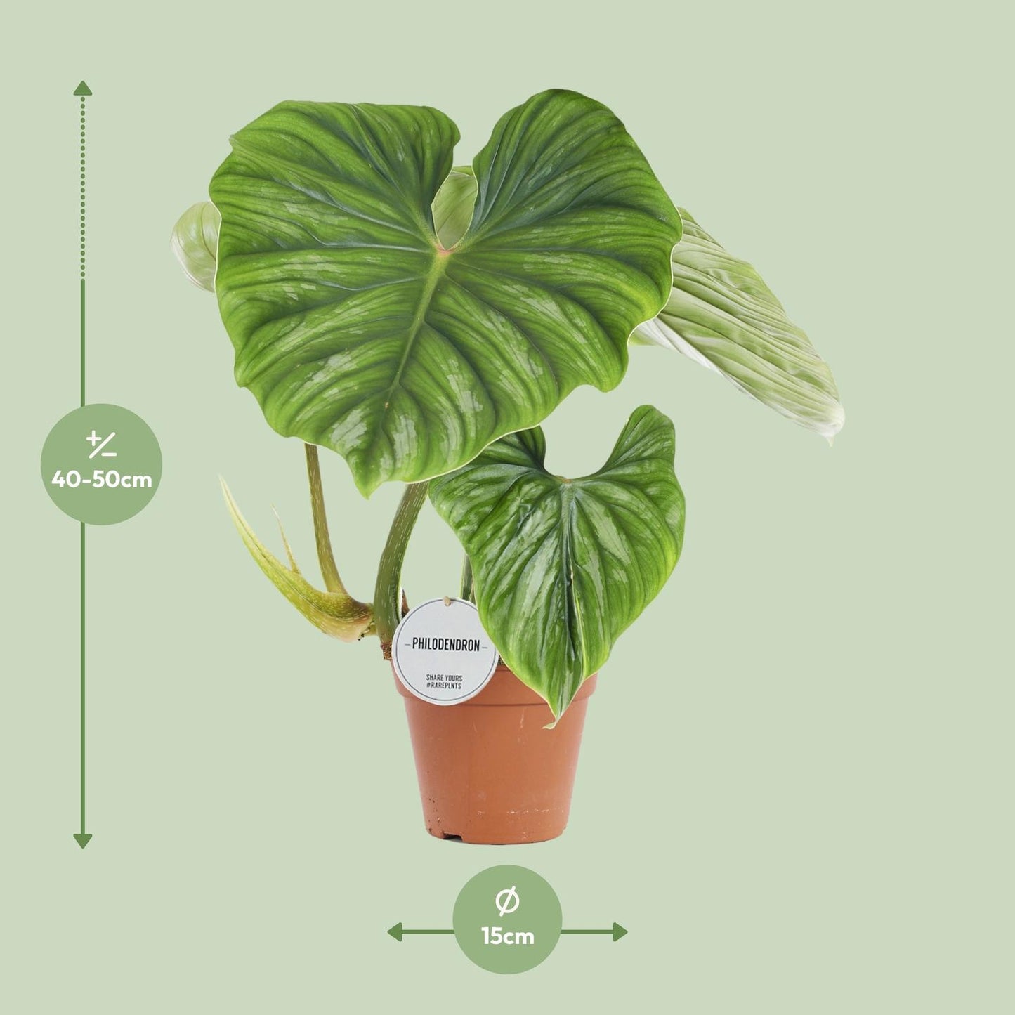 Foto van Philodendron plowmanii kamerplant met grote golvende zilvergroene bladeren in een zwarte pot, hoogte circa 50 cm, ideaal voor binnen, halfschaduw en makkelijk in onderhoud.