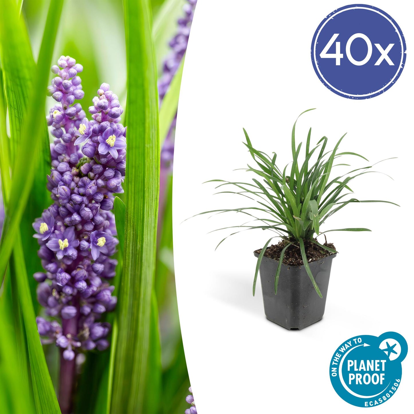 40x Liriope muscari 'Moneymaker' - ↕10-25cm - Ø9cm